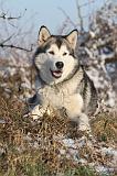 ALASKAN MALAMUTE 085